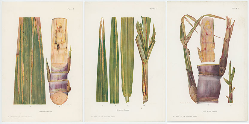 David Shepherd North Collection now available online 